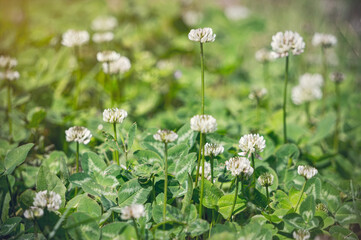 Wall Mural - Delicate white wildflower and green clover leaves in the spring garden