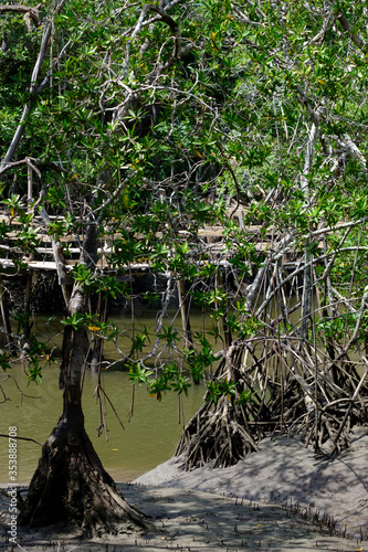 Fotografía Lowtide and a rickety wooden bridge across a croc infested stream in the Costa R