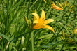 Liliowiec jadalny, Hemerocallis, żółte kwiaty