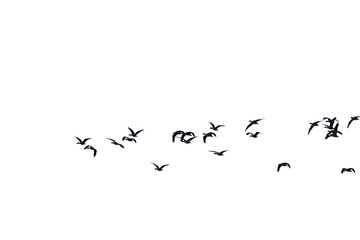 Group of birds with isolated sky