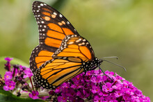 Monarch Butterfly On Purple Butterfly Bush