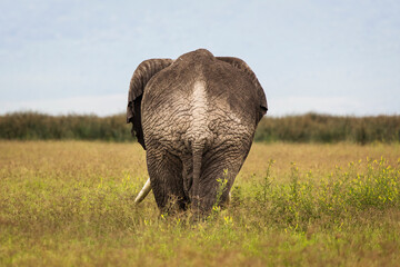 Wall Mural - Elephant eating grass during safari in National Park of Ngorongoro, Tanzania.. Wild nature of Africa.