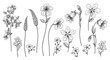 Hand Drawn Monochrome Wild Flowers Set