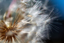 Macro Footage Of Dandelion Seed Head Close Up In The Sun