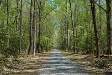 Gravel Road Through The Woods At Caledon State Park During Spring In Virginia. 