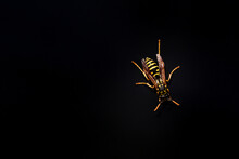 A Yellow And Black Striped Wasp On A Black Background With Space For Text