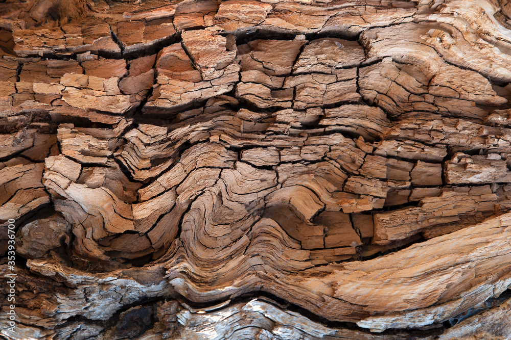 Close-up of an old tree trunk