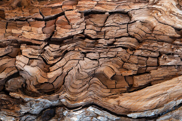 Wall Mural - Close-up of an old tree trunk