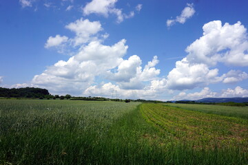 green field and blue sky