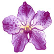 Watercolor orchid vanda flower, hand drawn floral illustration isolated on white background.