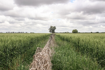 two wheat fields separated by a tissue