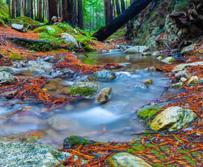  West Fork of Limekiln Creek Flowing  Through Coastal  Redwood Forest in Limekiln State Park, Big Sur, California, USA