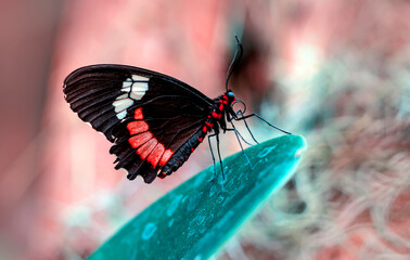 Closeup beautiful butterfly in a summer garden