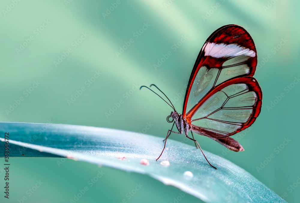 Closeup   beautiful  glasswing Butterfly (Greta oto) in a summer garden. - obrazy, fototapety, plakaty 