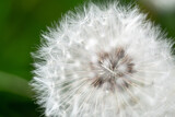 Fototapeta Dmuchawce - Taráxacum. Beautiful white dandelion with seeds on green background