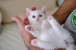 British Shorthair kitten of silver color