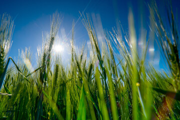 Barley head sway in a summer breeze, ,Barley grain is used for flour, barley bread, barley beer, some whiskeys, some vodkas, and animal fodder