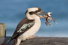 Laughing Kookaburra Feeding On Ghost Crab