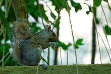 A Female Gray Squirrel Eating A Peanut On A Garden Fence