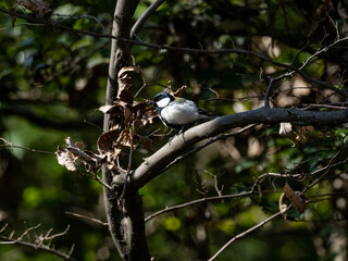 Wall Mural - Cute Japanese tit on a forest branch 1