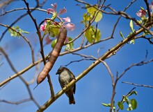 Sparrow In An Orchid Tree