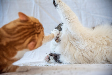 Two cats playing with ginger and white cat hitting Maine coon in face with claws on white background. 