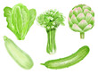 Set hand drawn watercolor green vegetables cucumber, kale, celery, squash, artishoke