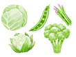 Set hand drawn watercolor green vegetables cabbage, cauliflower, peas, broccoli, asparagus