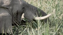 Elefant Friss Gras Und Sträucher In Der Afrikanischen Savanne In Namibia