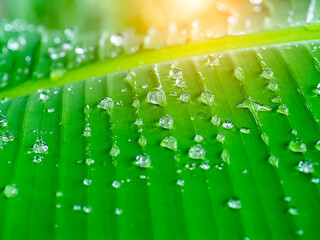 Canvas Print - Water drop on the banana leaf.