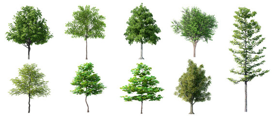 collection beautiful 3d trees isolated on white background , use for visualization in architectural 