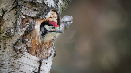 Poster - A young great spotted woodpecker looking out from the nest. Its head if out of the hole in a silver birch tree