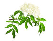 Sambucus nigra Flowering shrub isolated on a white background. Common names include elder, elderberry, black elder, European elder, European elderberry, and European black elderberry. 