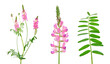 Onobrychis viciifolia, also known as Onobrychis sativa or common sainfoin. Agricultural plant on a white background