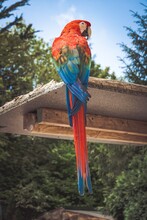Red And Blue Macaw