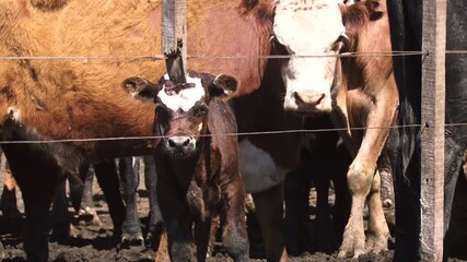 Wall Mural - Typical South American cows in their corral.