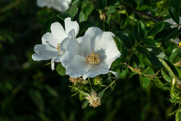 Wall Mural - Rosa sempervirens en un arbusto verde.