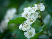 Blooming Hawthorn In May With White Flowers