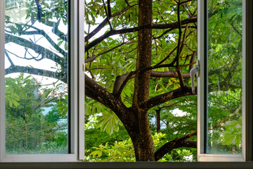  white Window with a beautiful tropical tree view