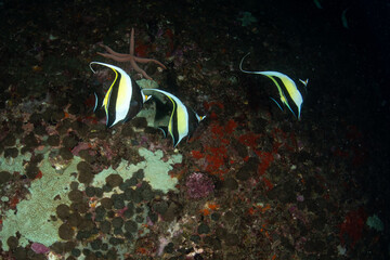 Wall Mural - Moorish Idol fish in a tropical coral reef of Andaman sea