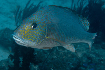 Wall Mural - Silver Sweetlips, Diagramma pictum in a tropical coral reef