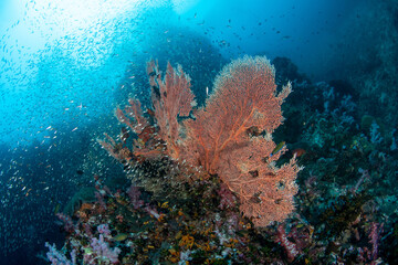 Wall Mural - Gorgonian sea fan surrounded by a shoal of Glassfish