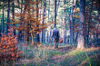 Homme qui se promène en forêt avec son panier pour cueillir des champignons en automne