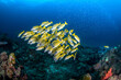 A mixed school of yellowfin goatfishes (Mulloidichthys vanicolensis) and Blue-striped Snapper (Lutjanus kasmira) in clear waters of Andaman Sea, Thailand 