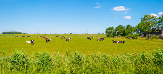 Herd of cows in a green meadow along a highway below a blue sky in sunlight in spring