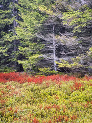 Fotomurales - Wald Landschaft