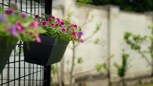 Beautiful Pink And Purple Mini Petunia Hanging Baskets Decorating A Dog Kennel In A Garden.