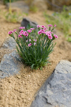 Pink Dianthus Alpine Flower Planted In A Rockery Garden. Rock Garden Plant Close Up.