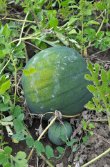 Watermelons ripen in the field