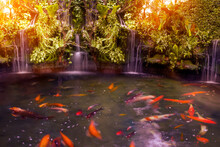 Waterfall And Koi Fish In Pond At The Garden .